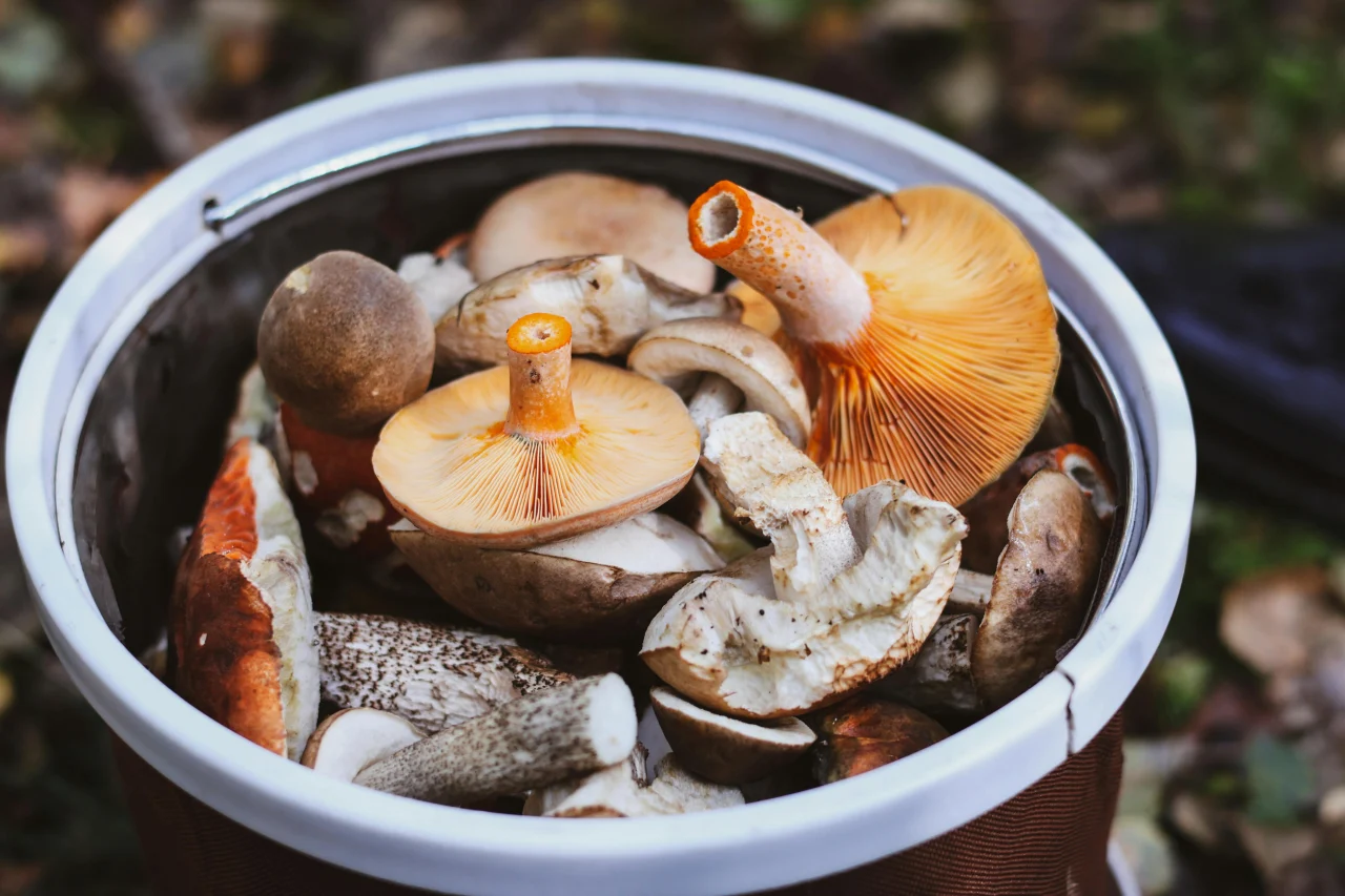 Tout savoir pour conserver vos c�pes comme un vrai pro de la cuisine