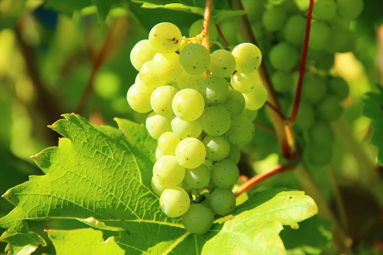 Les p�pins de raisin : un tr�sor insoup�onn� pour votre sant� et votre cuisine
