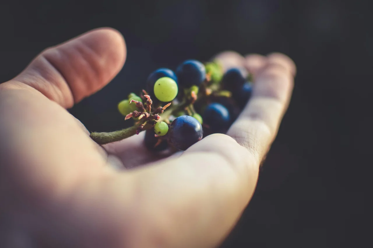Comment consommer les pépins de raisin sans y passer la nuit ?